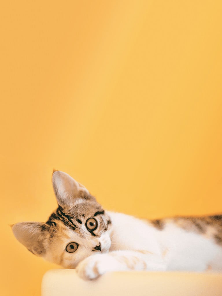 Довольная котейка лежит на кроватке