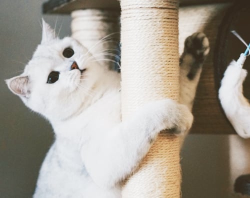 Изображение 1 номера Супер-Люкс