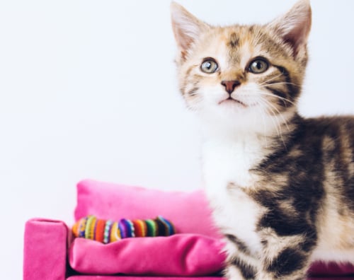 Изображение 2 номера Супер-Люкс