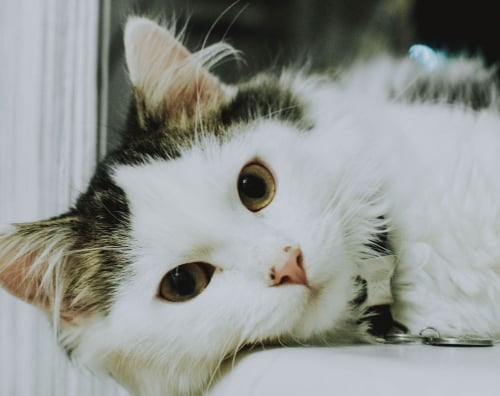 Изображение 4 номера Супер-Люкс