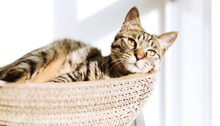 Фото номера 'Сьют'