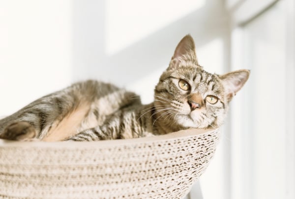 Пример номера Сьют