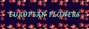 European Flowers