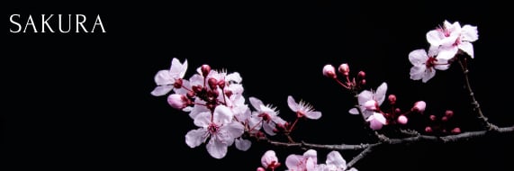 Sakura