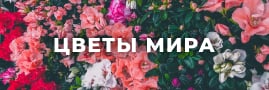 Цветы мира
